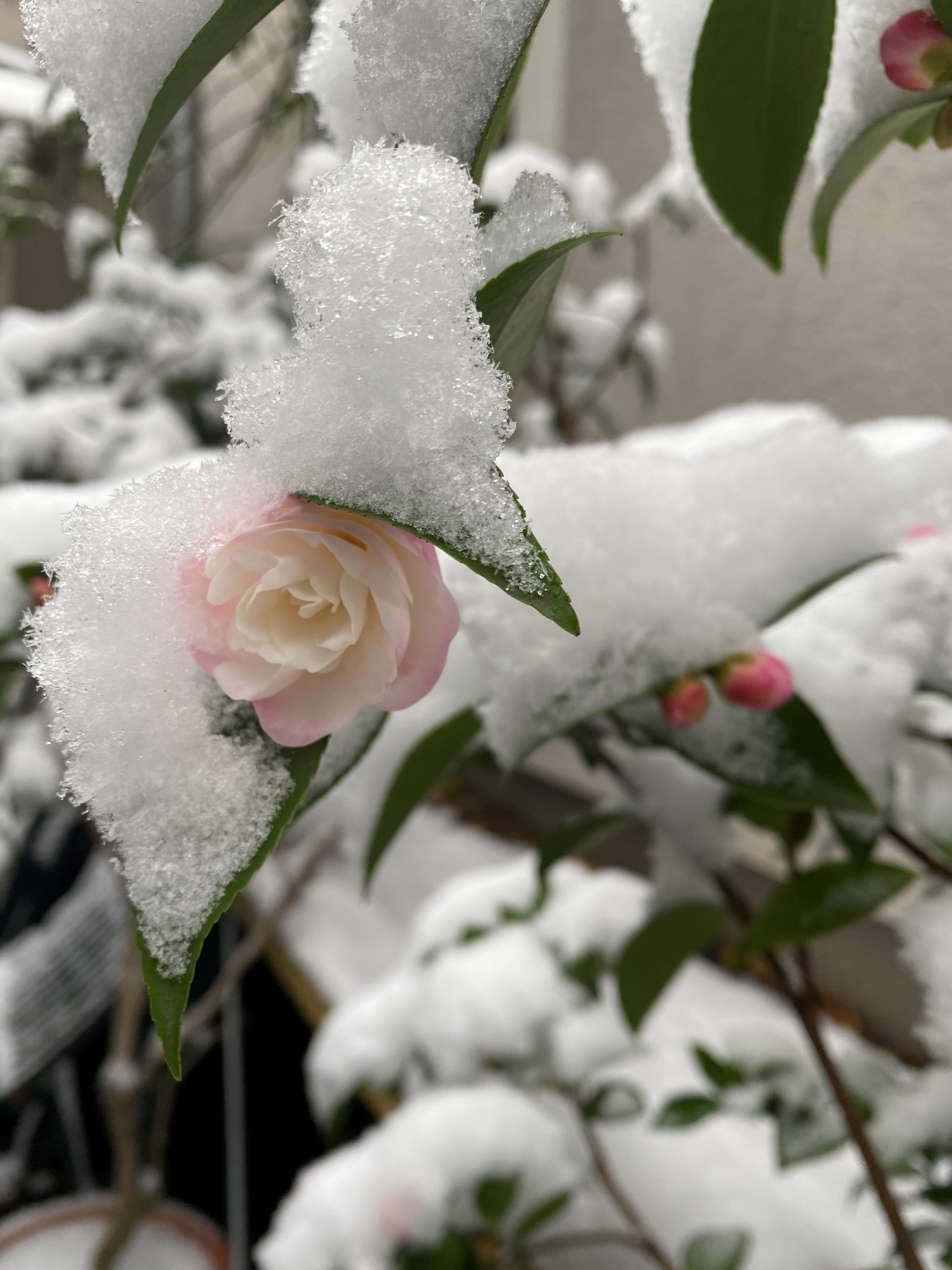Camellia Cinnamon Cindy
