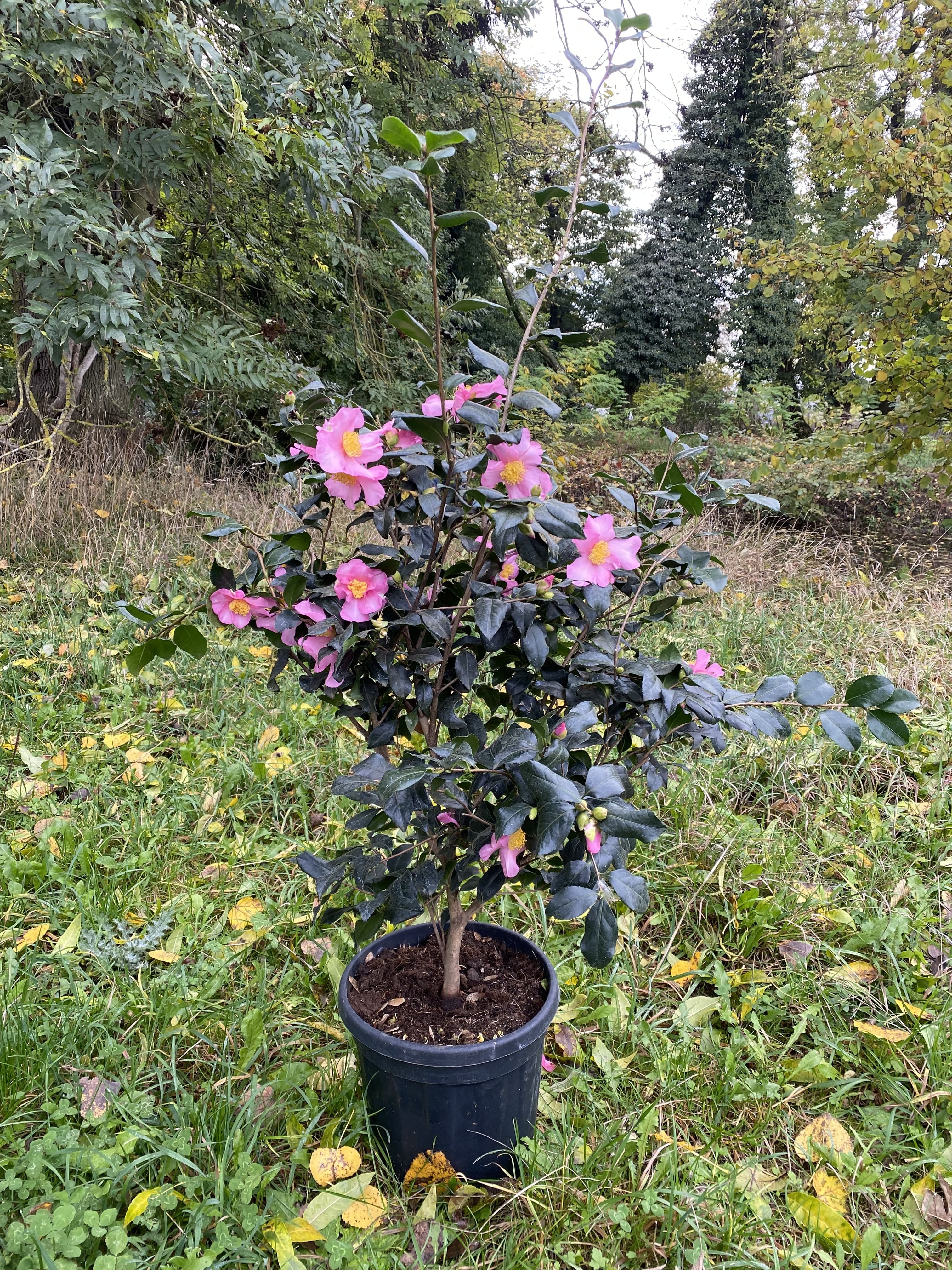 Camellia Cleopatra