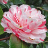 Camellia Clotilde