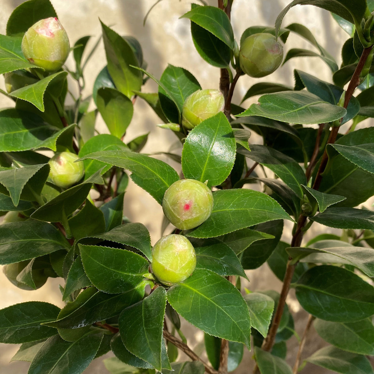 Camellia Clotilde