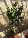 Camellia Clotilde