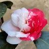 Camellia Collettii