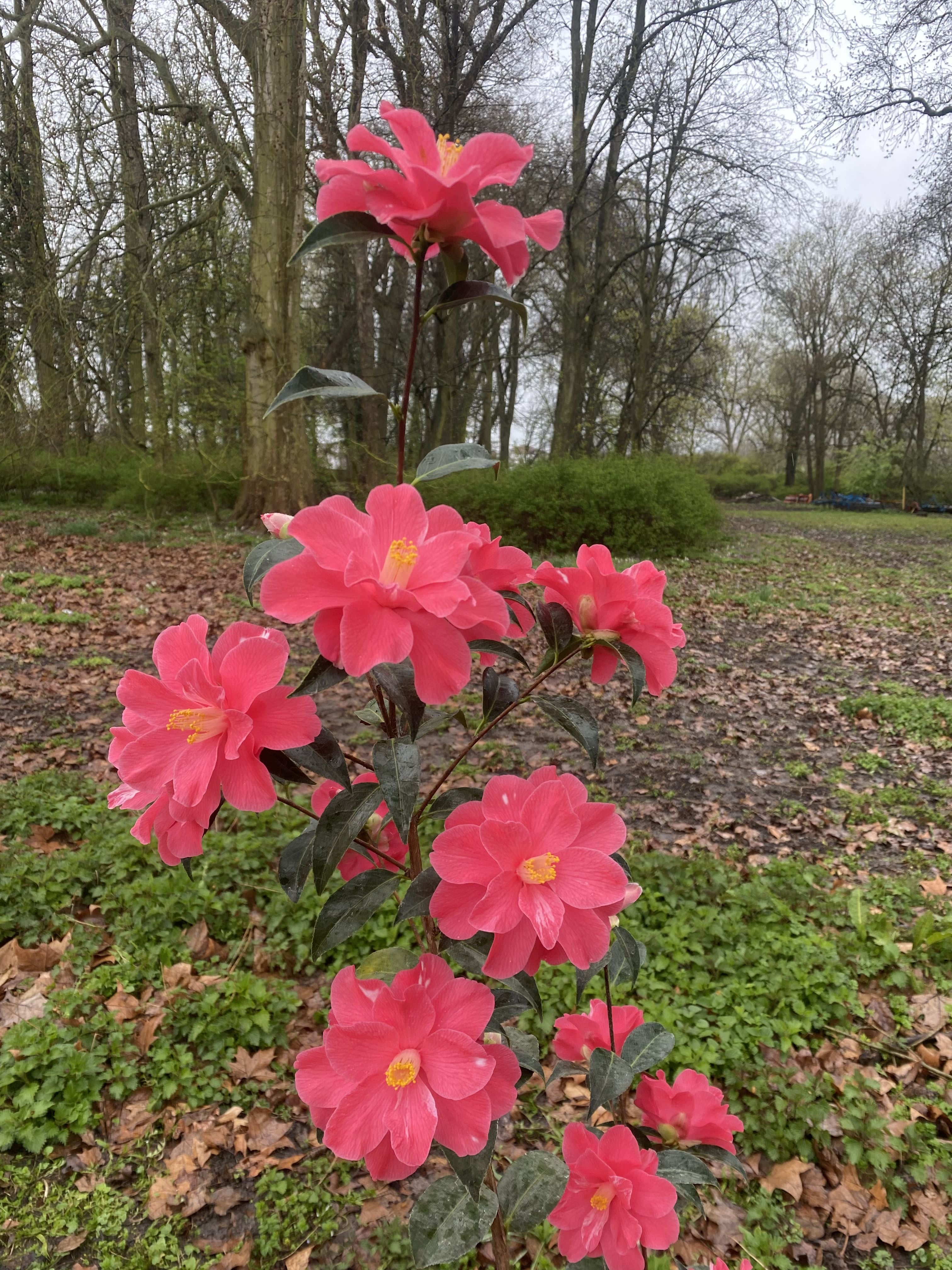Camellia Coral Delight