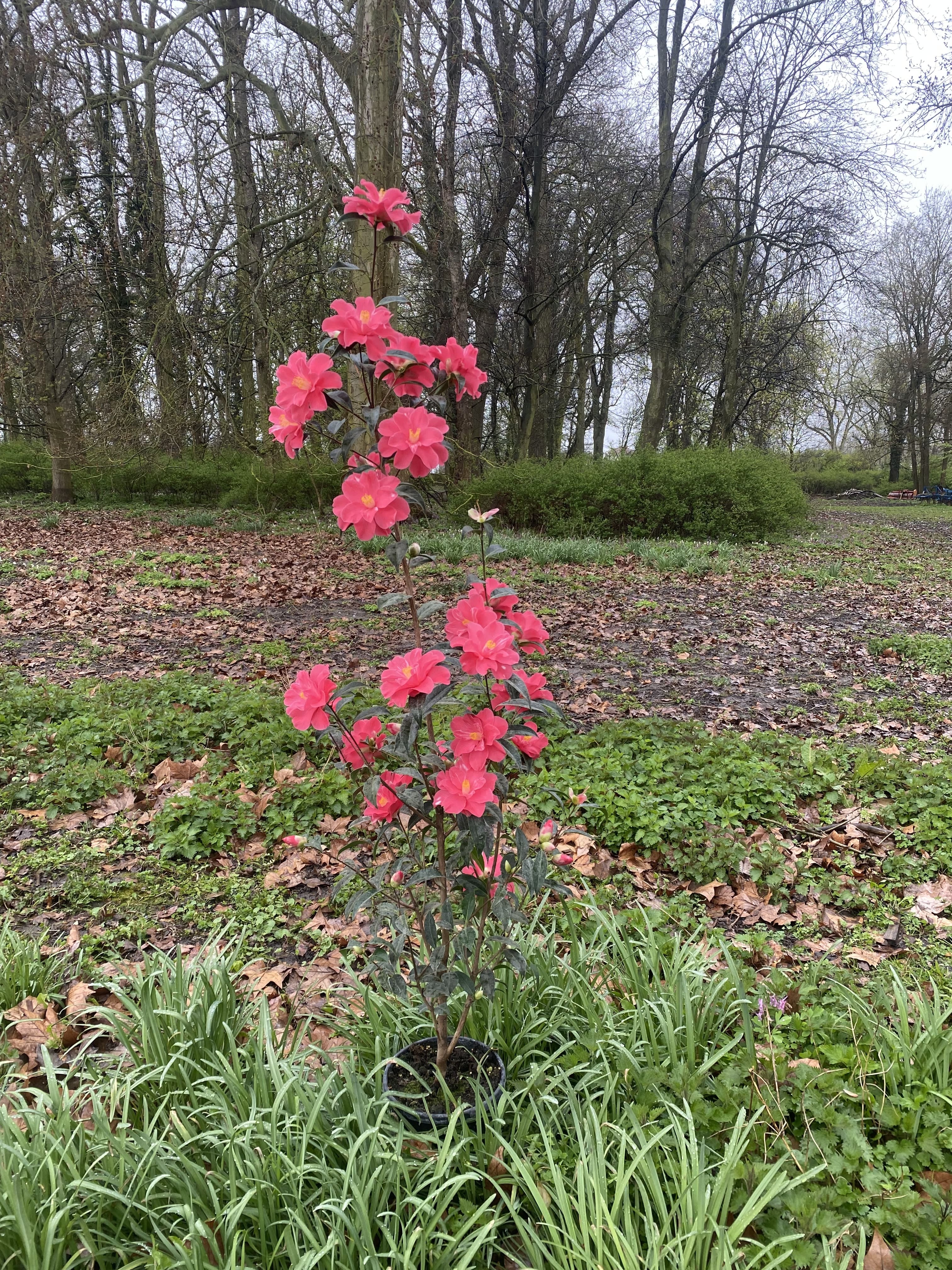 Camellia Coral Delight