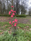 Camellia Coral Delight