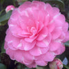 Camellia Cup of Beauty Rosea