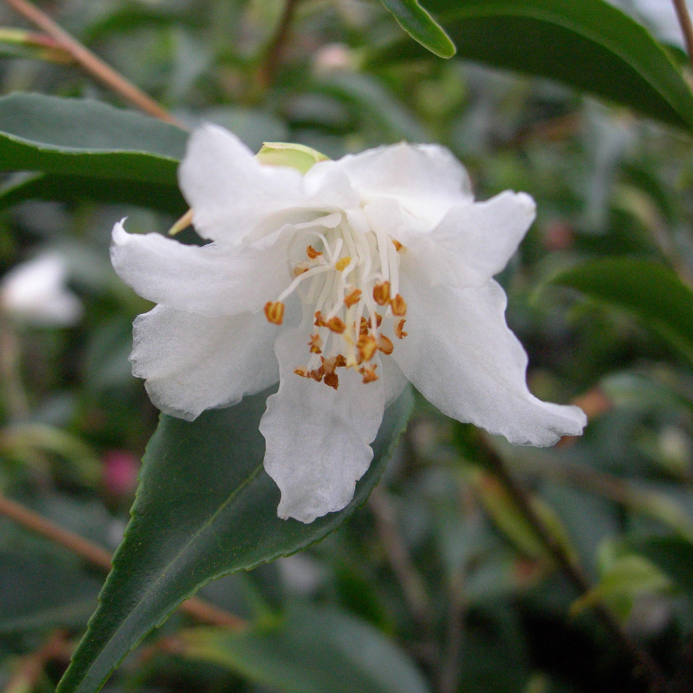 Camellia Cuspidata wild form