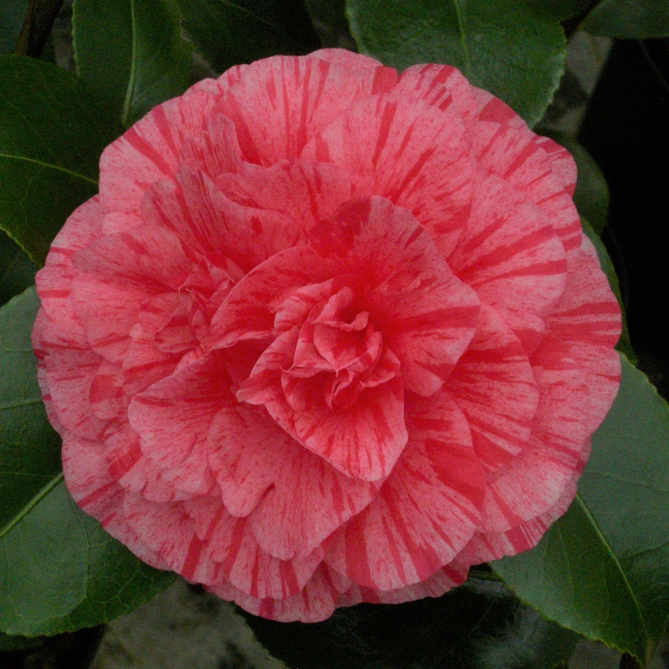 Camellia Vittorio Emanuele II - Mein-Kameliengarten.de