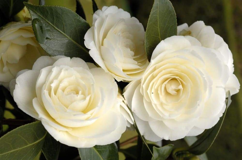 Camellia Dahlohnega