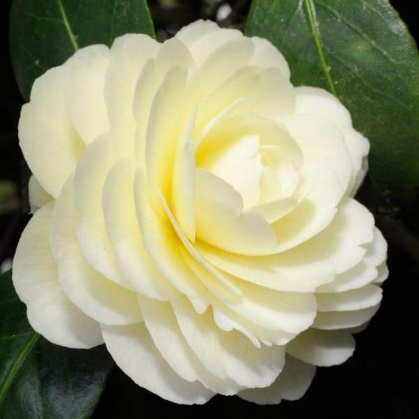 Camellia Dahlohnega