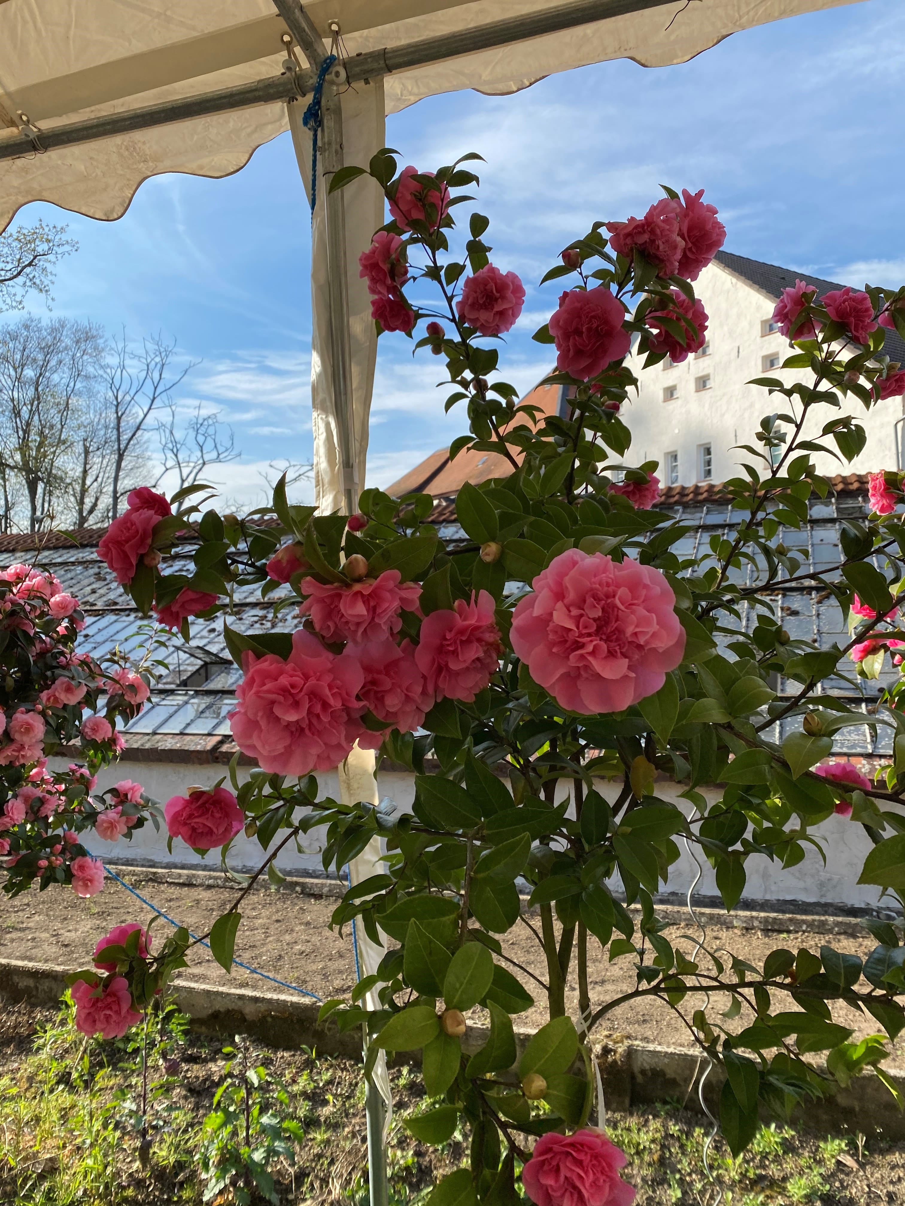 Camellia Debbie