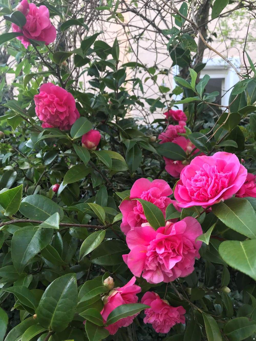 Camellia Debbie