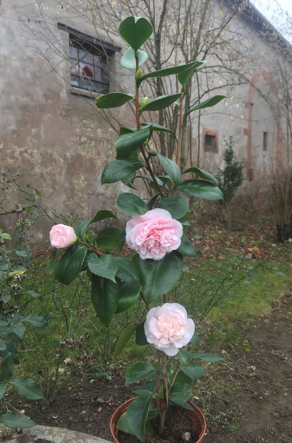 Camellia Debutante