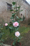 Camellia Debutante