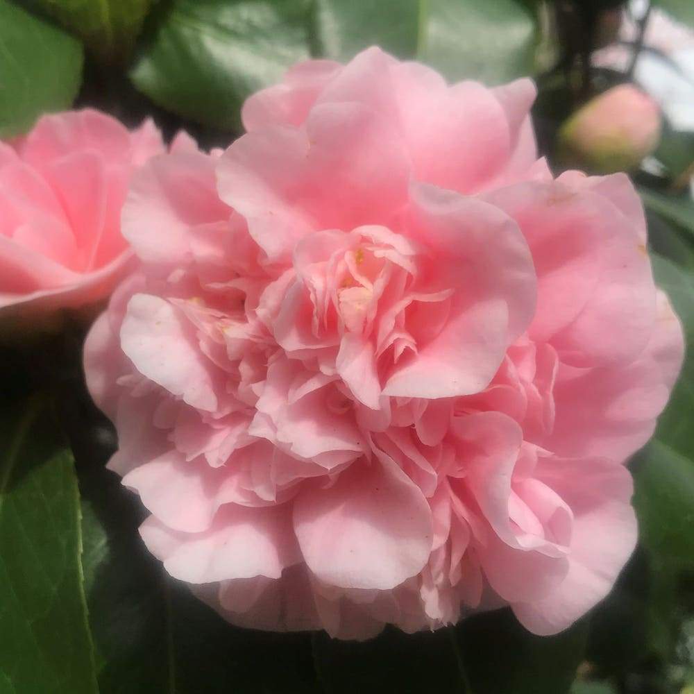 Camellia Debutante