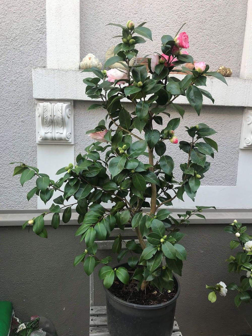 Camellia Desire
