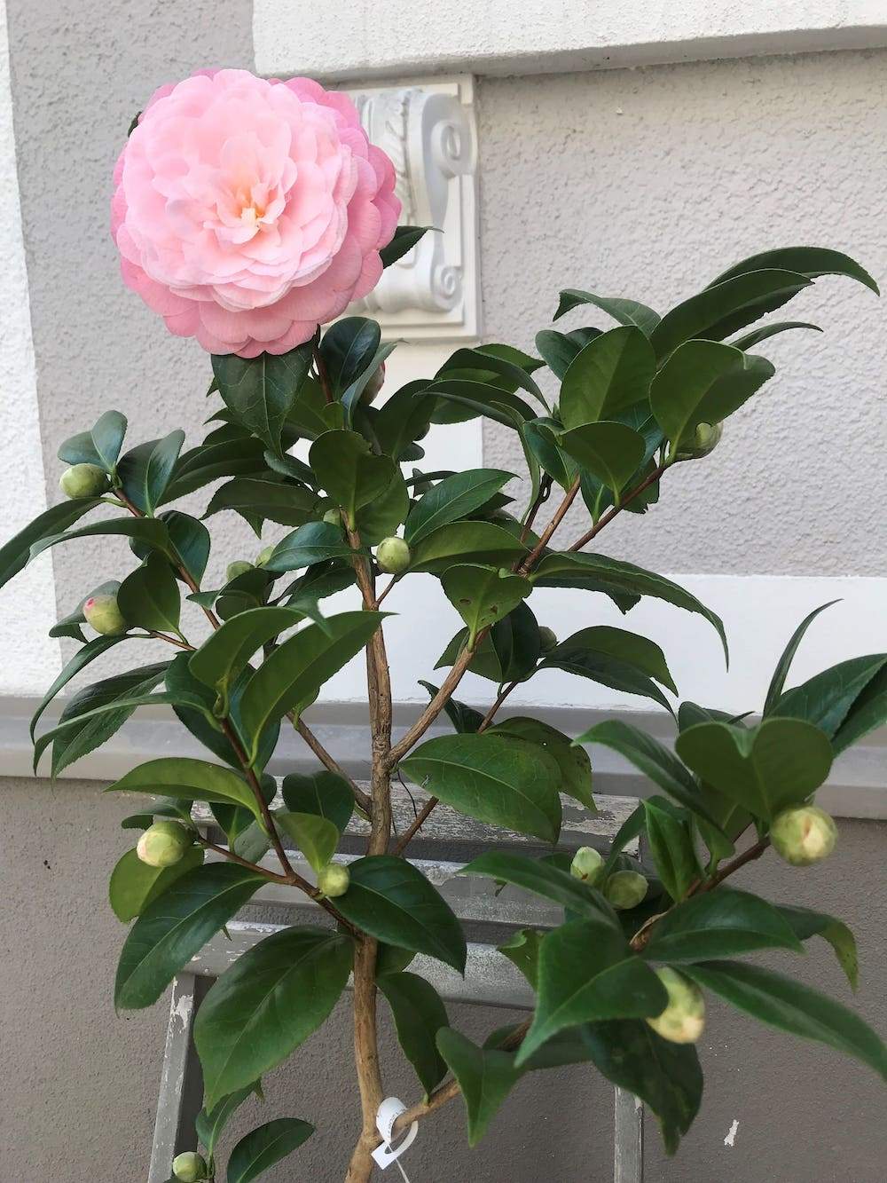 Camellia Desire