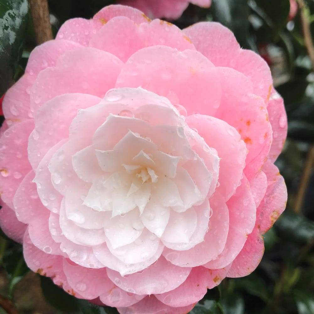 Camellia Desire