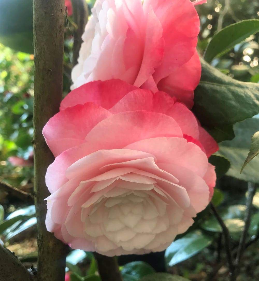 Camellia Desire