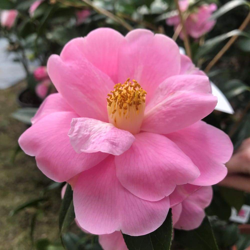 Camellia Donation