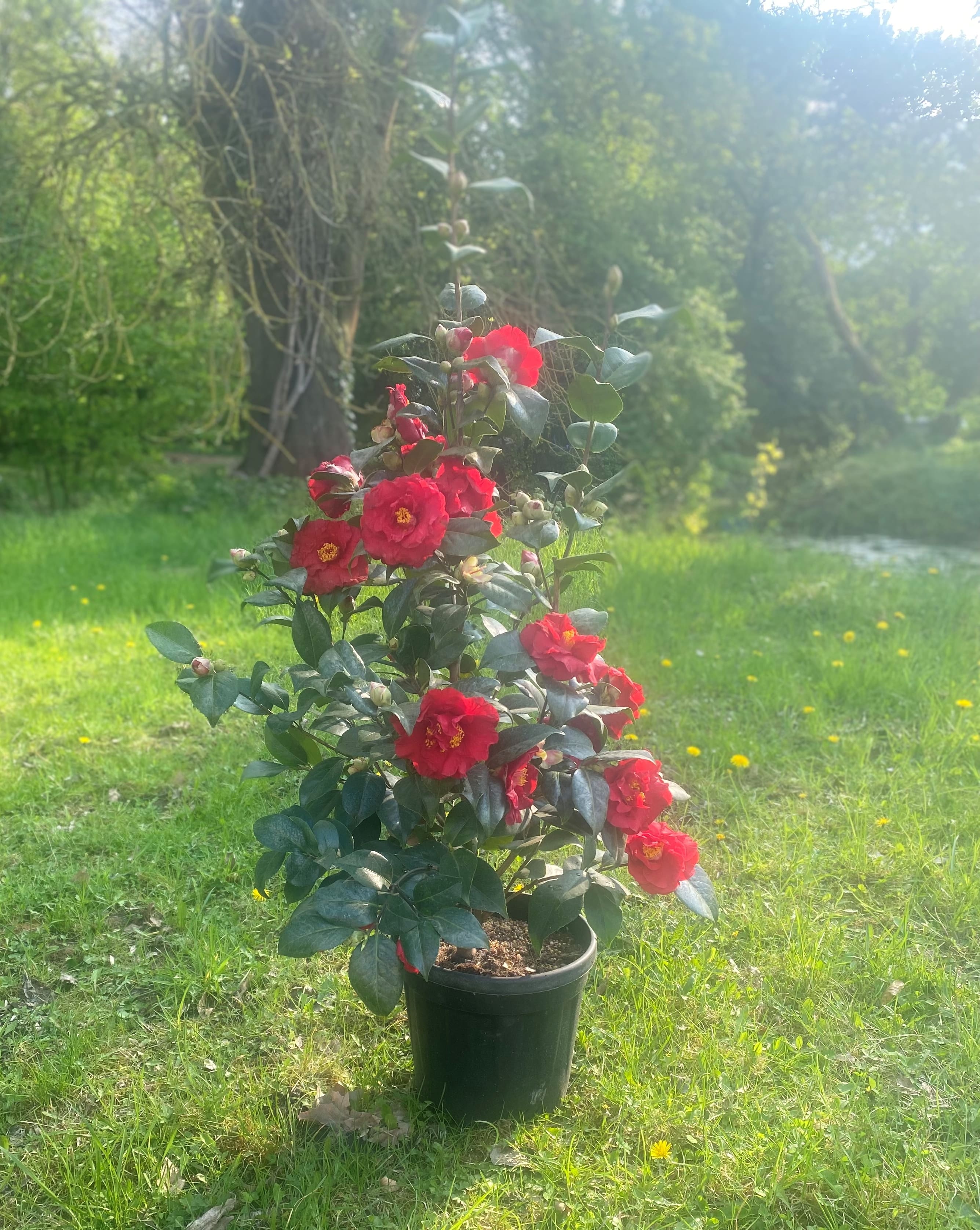 Camellia Dr. Burnside