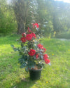 Camellia Dr. Burnside