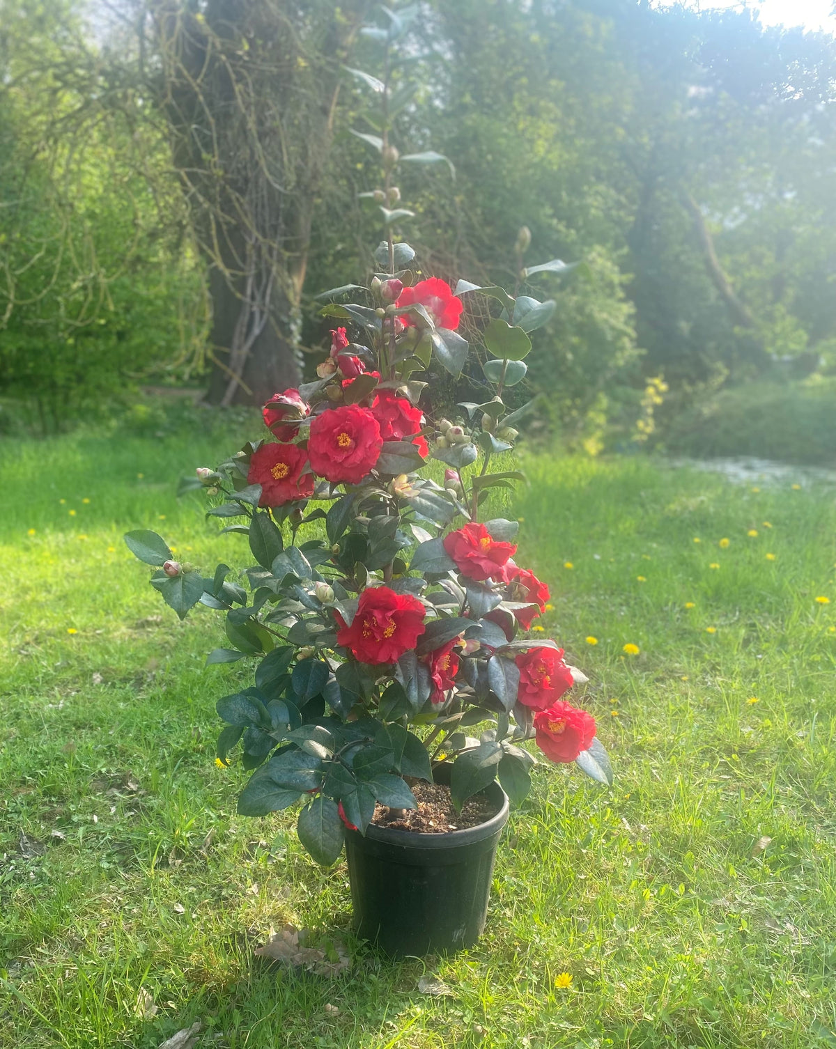 Camellia Dr. Burnside