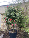 Camellia Drama Girl