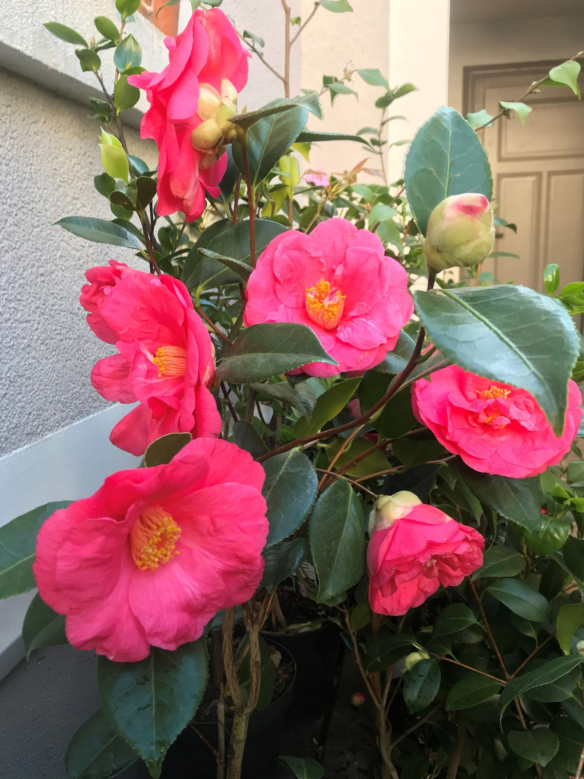 Camellia Drama Girl