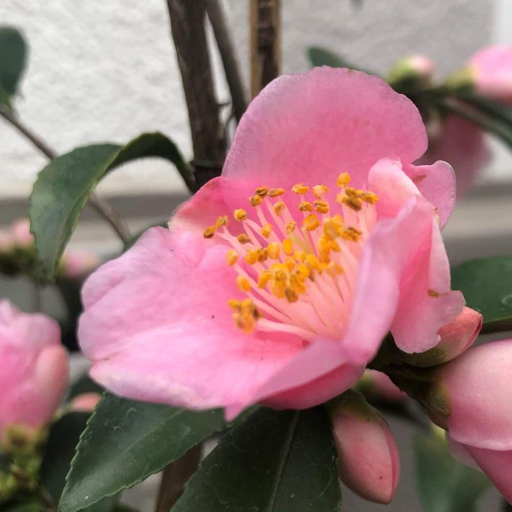 Camellia scented bells