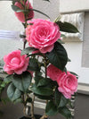 Camellia E.G. Waterhouse