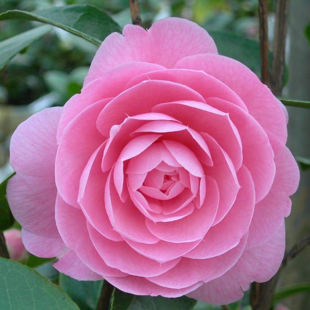 Camellia E.G. Waterhouse