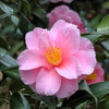 Camellia Egao