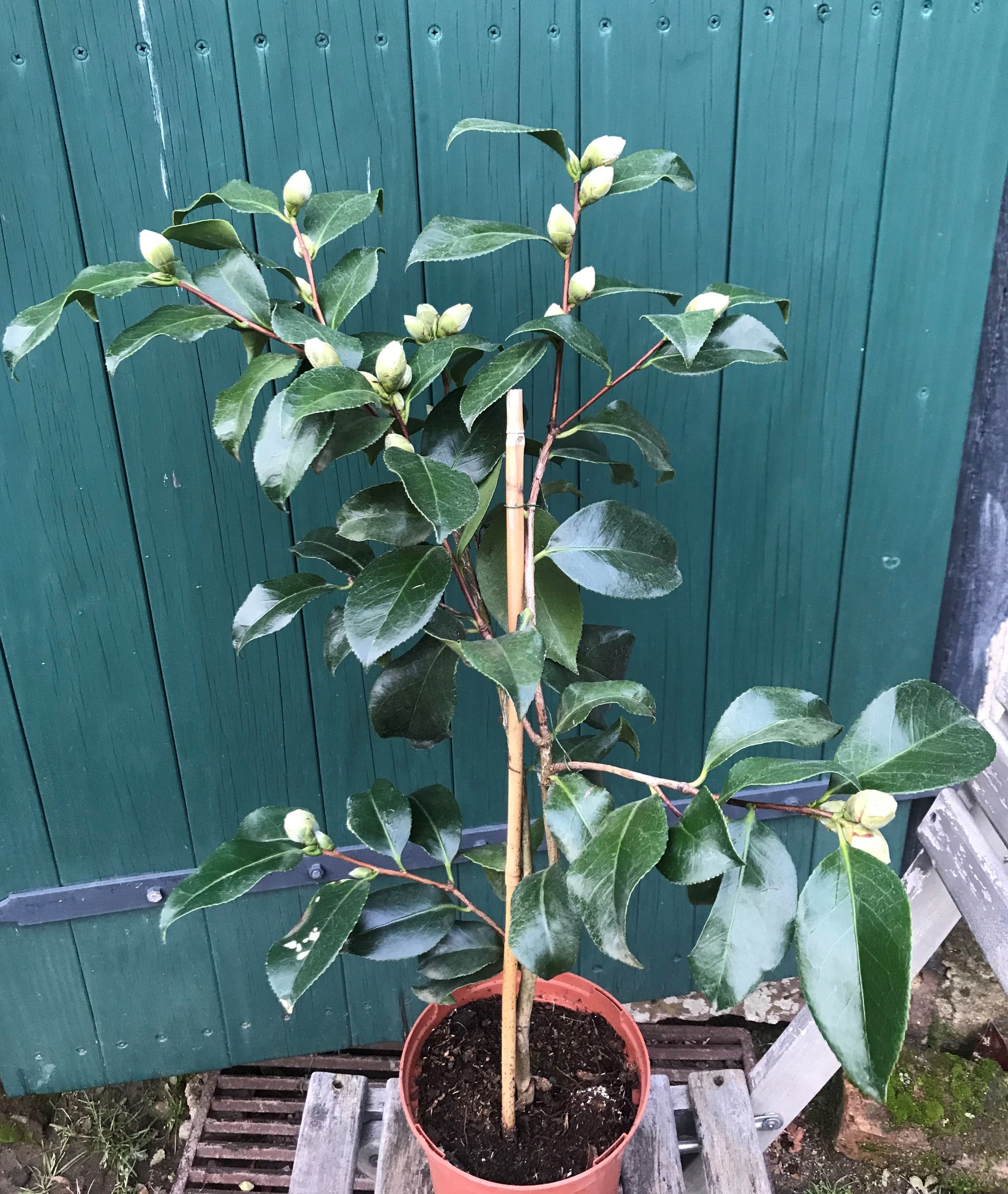 Camellia Elegans