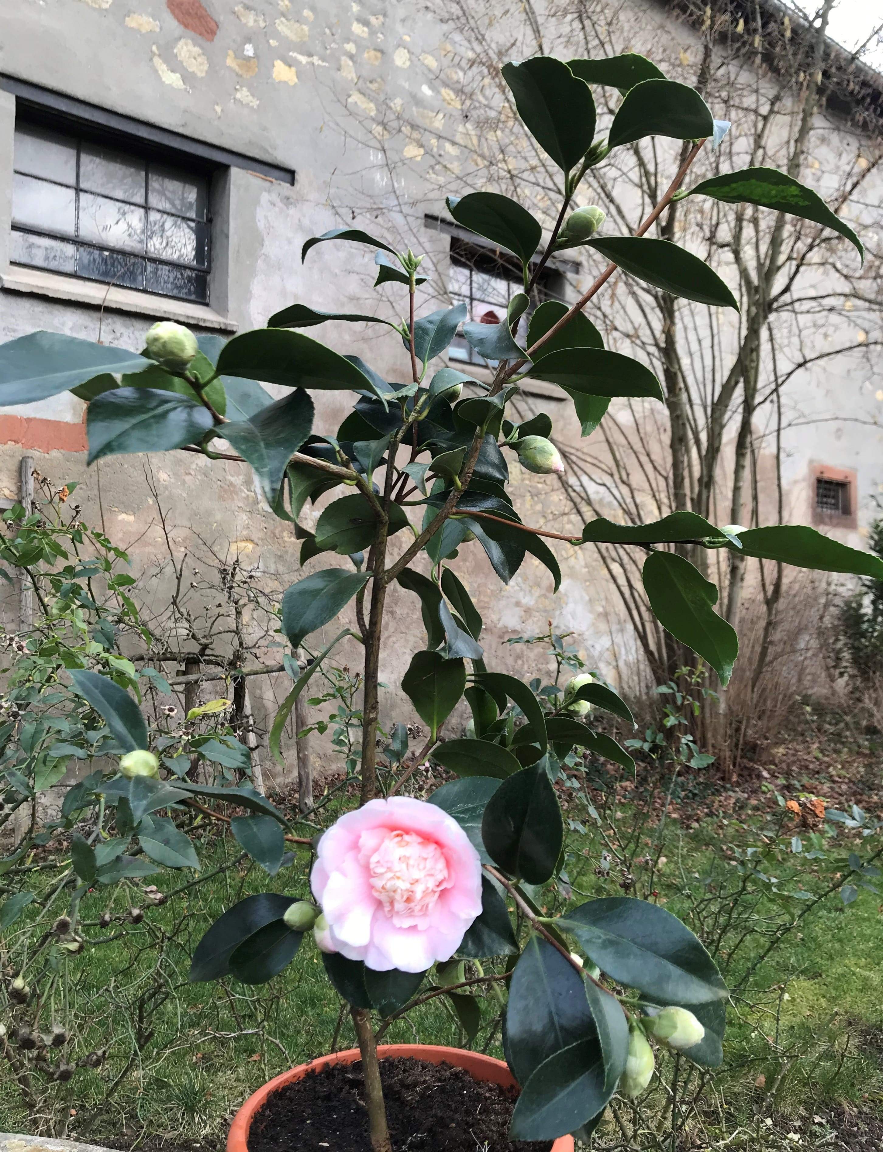 Camellia Elegans Lauterbach