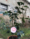 Camellia Elegans Lauterbach