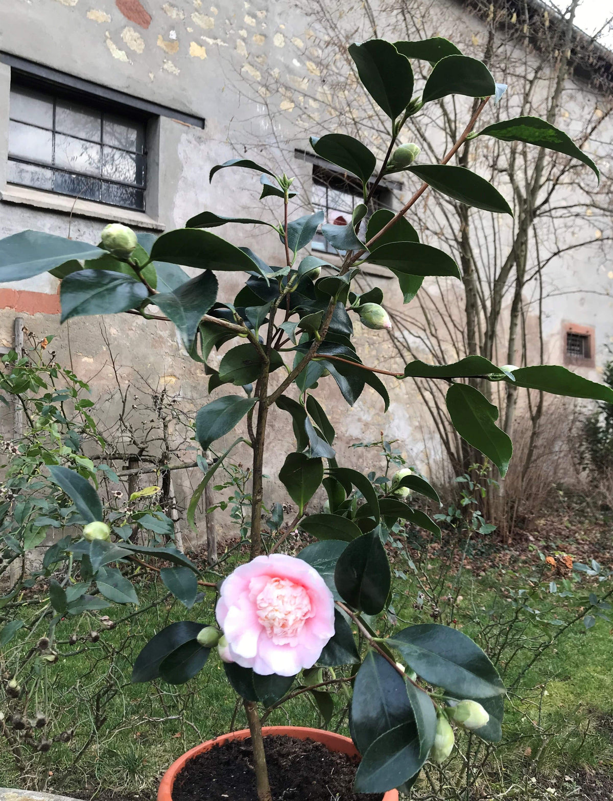 Camellia Elegans Lauterbach