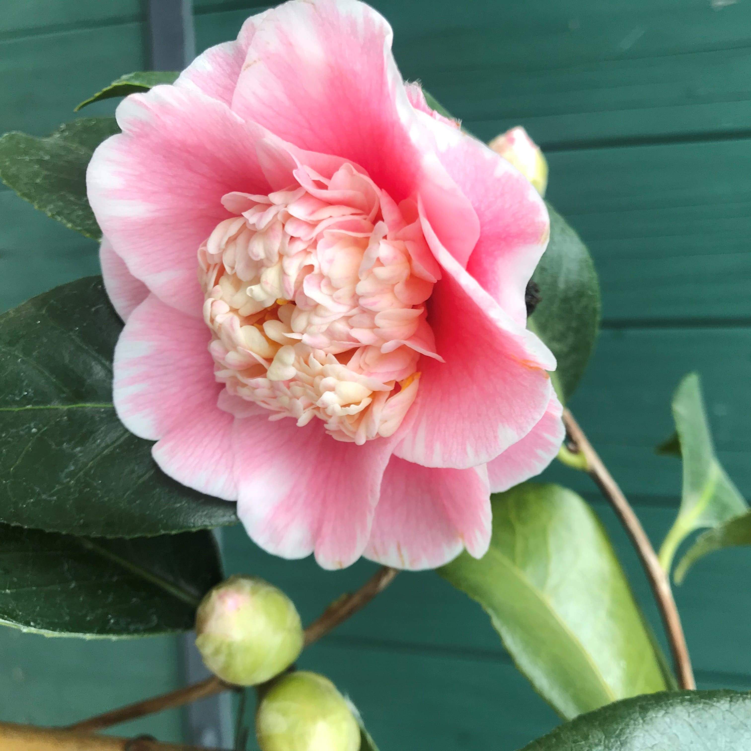 Camellia Elegans Lauterbach