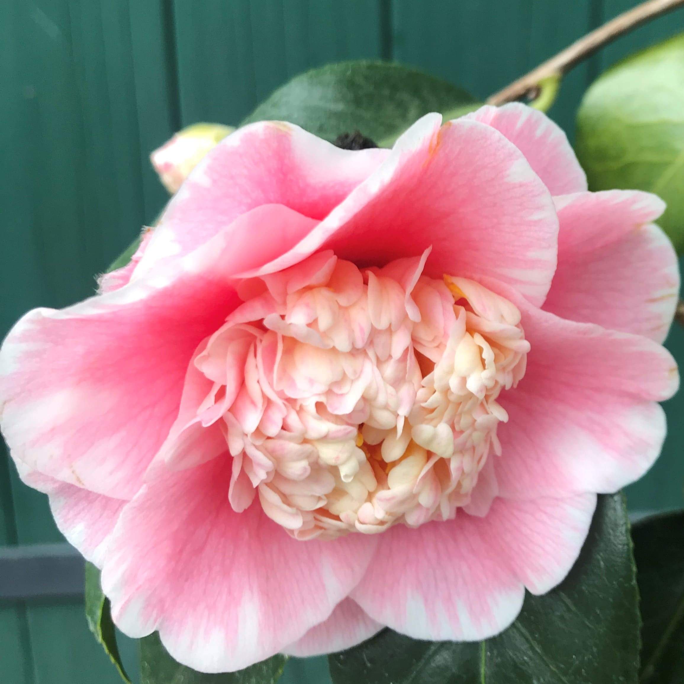 Camellia Elegans Lauterbach