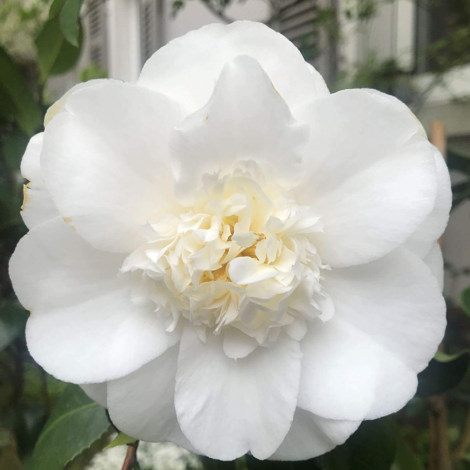 Camellia Elegans Alba