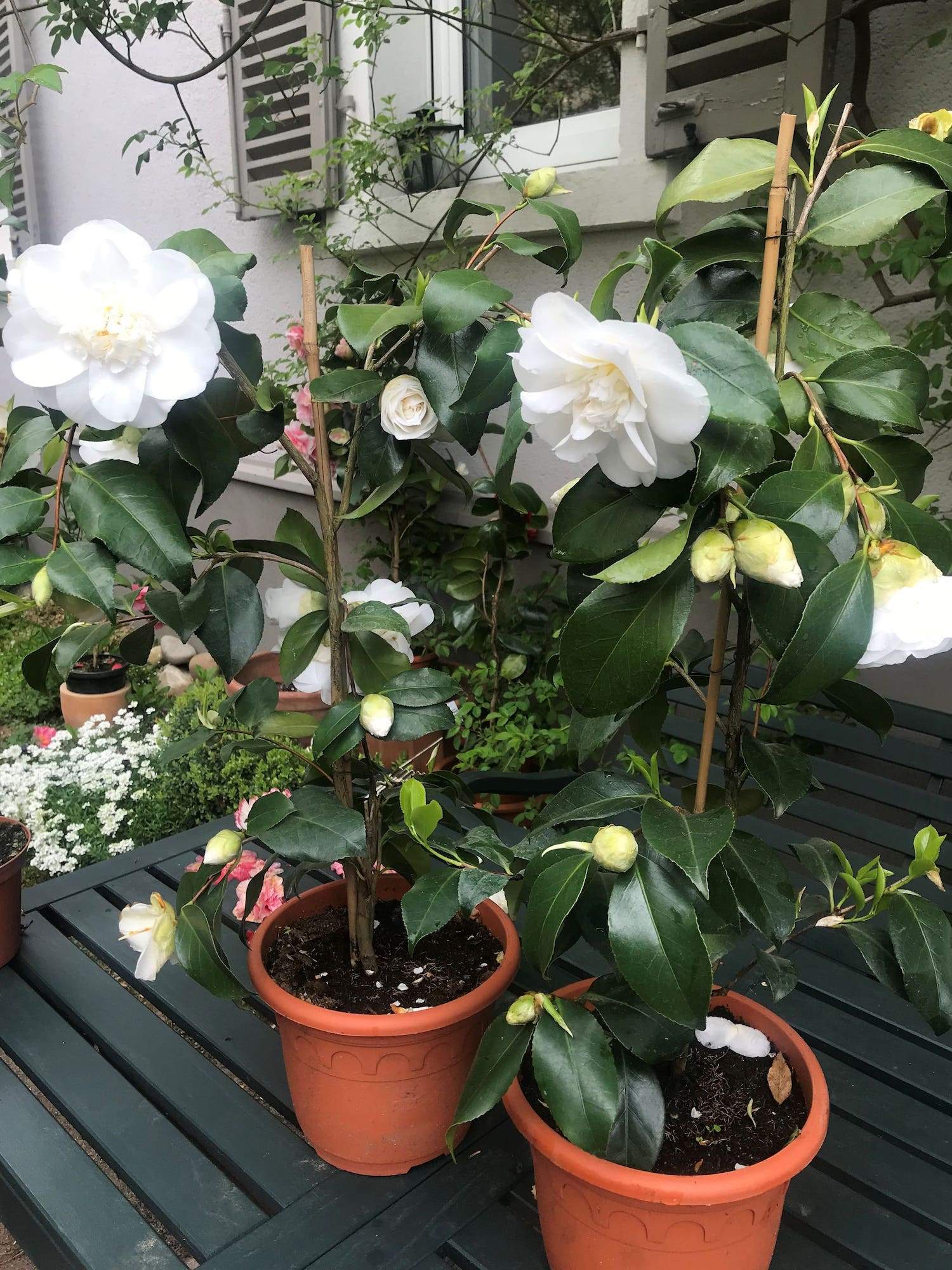 Camellia Elegans Alba