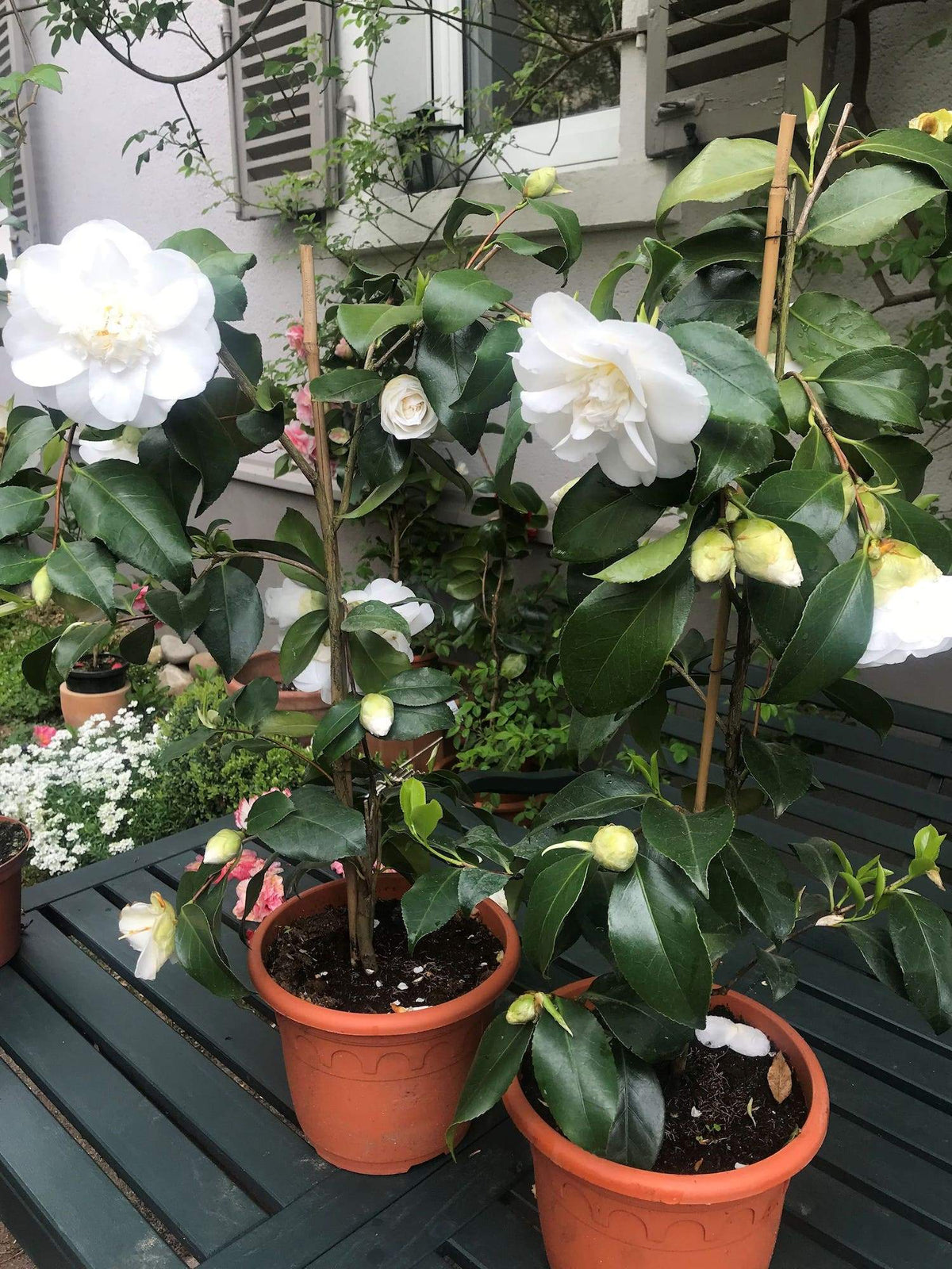 Camellia Elegans Alba