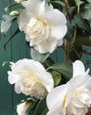 Camellia Elegans Alba
