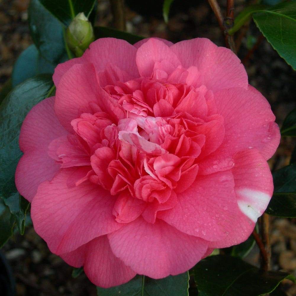 Camellia Elegans