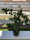 Camellia Elegans Alba