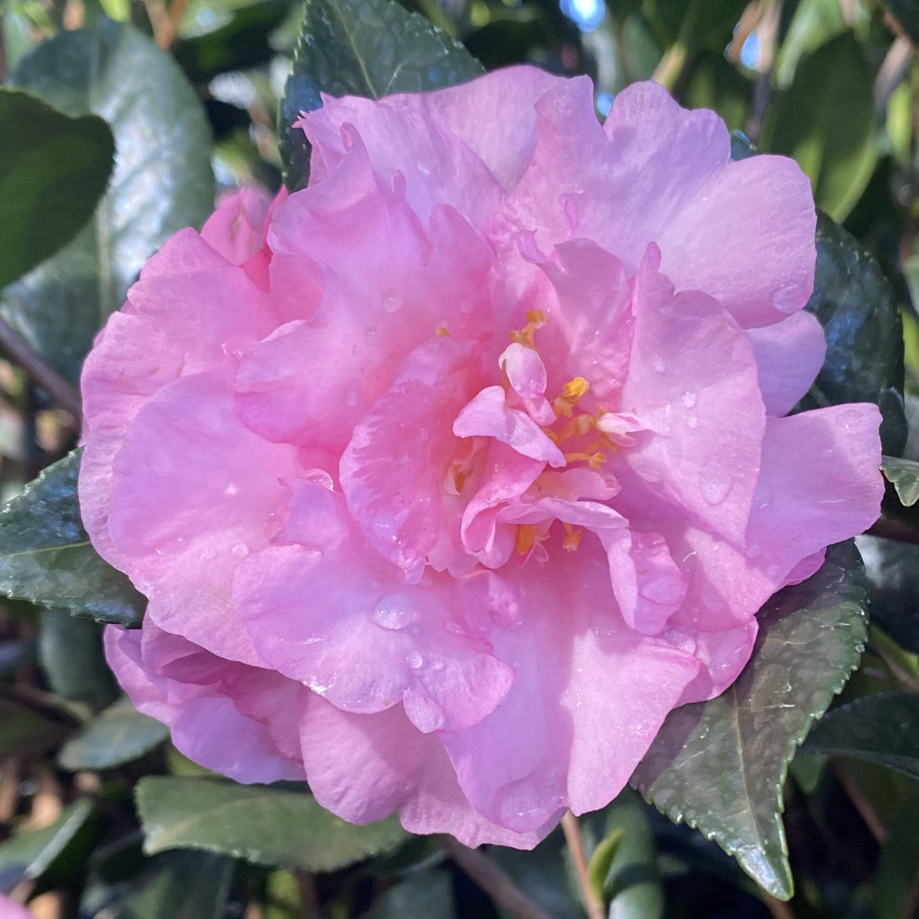 Camellia Eleonora Genoni