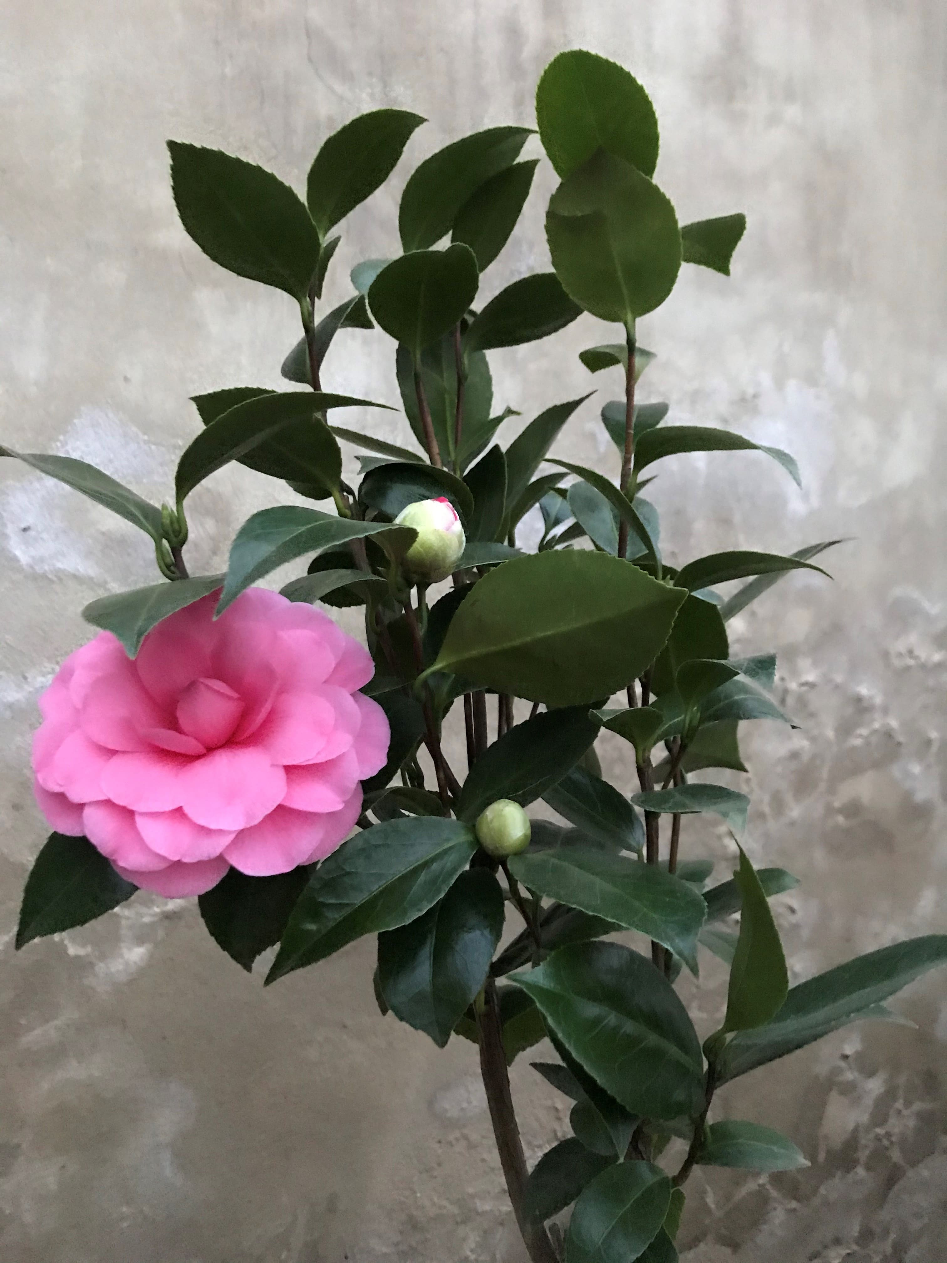 Camellia Elizabeth Weaver