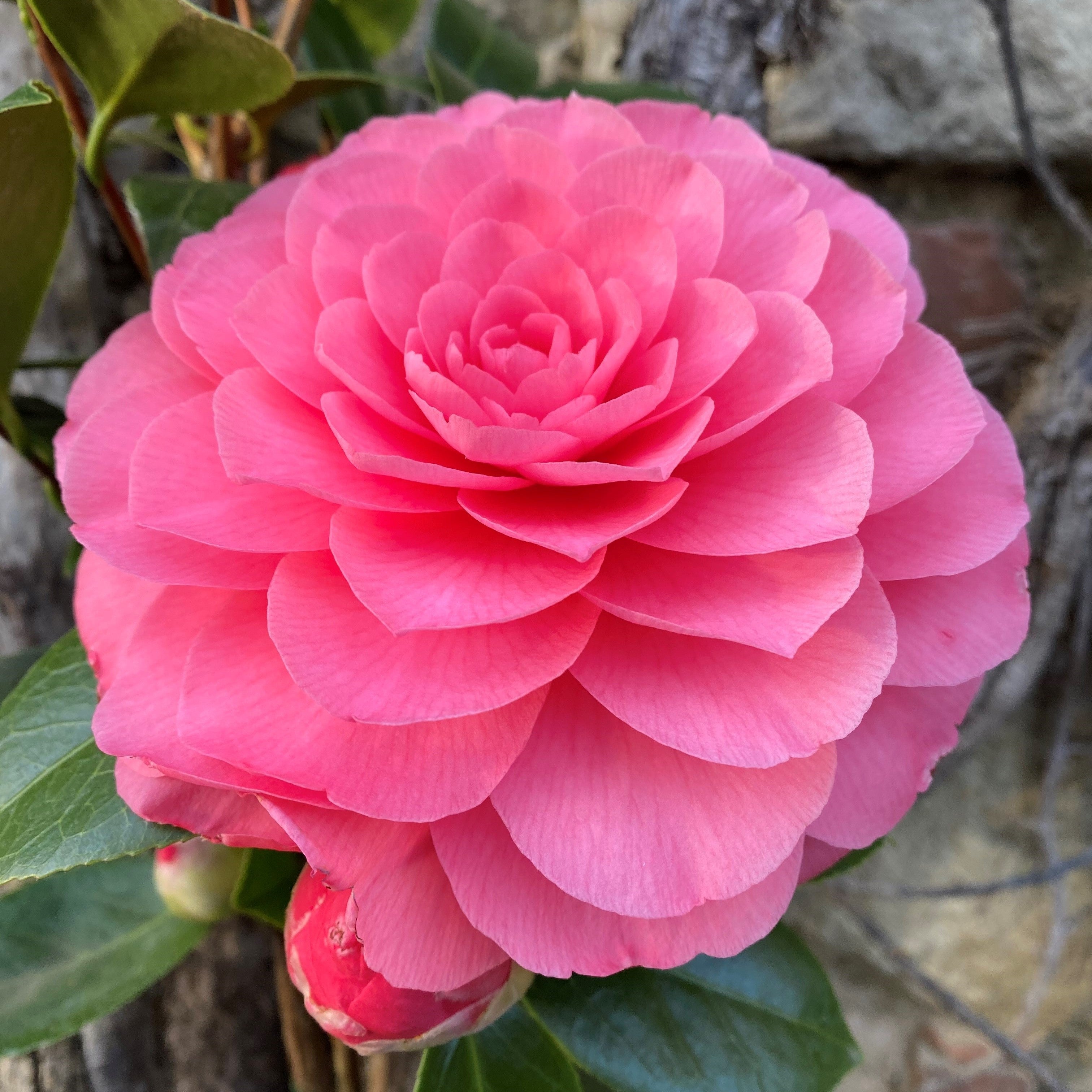 Camellia Elizabeth Weaver