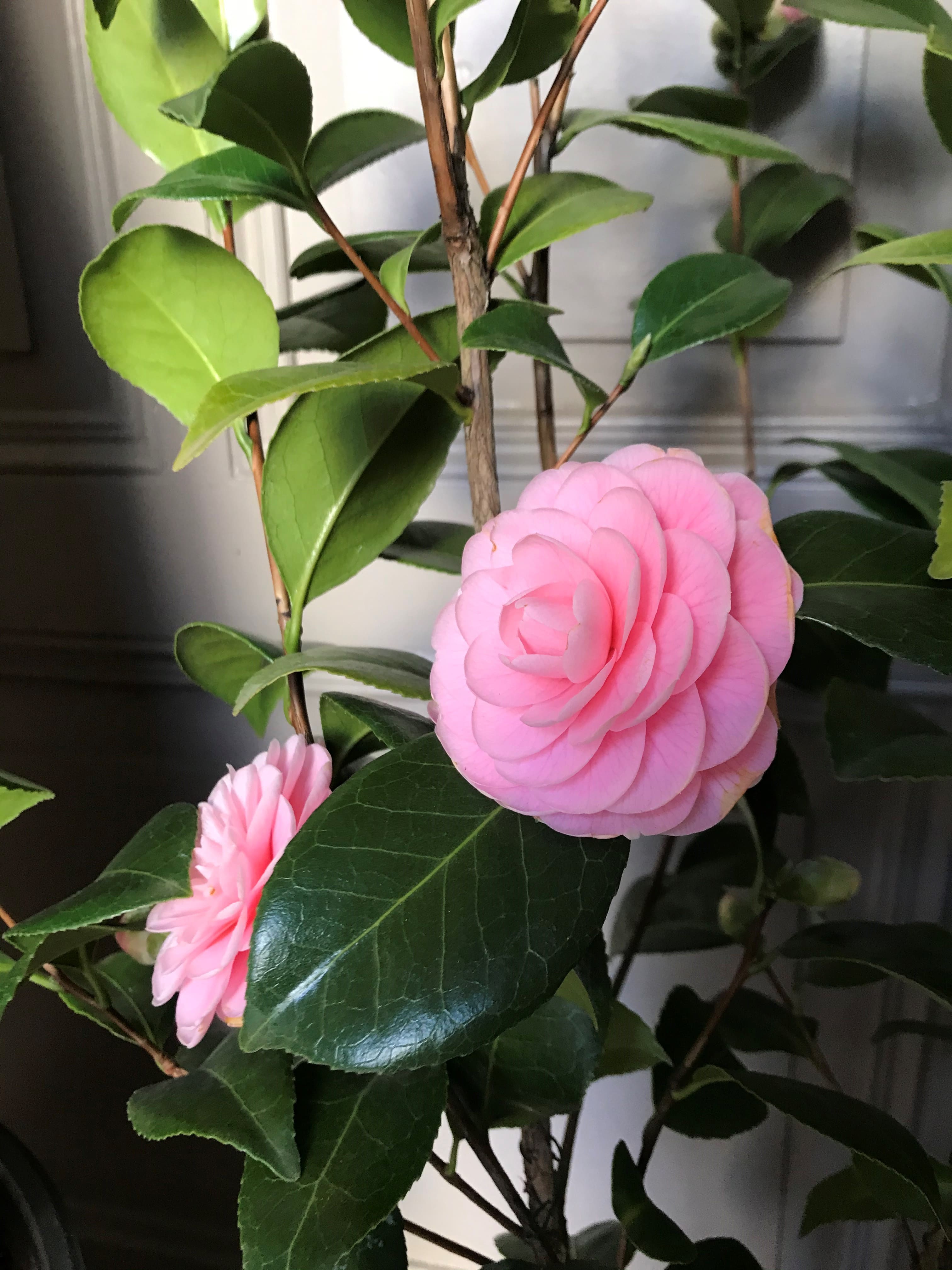 Camellia Elizabeth Weaver