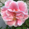 Camellia Elizabeth Dowd Silver